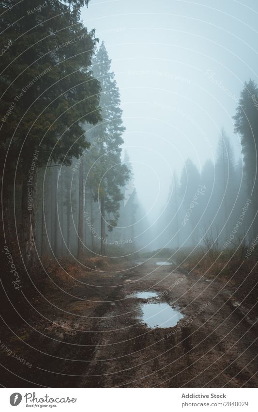 Ruhige, mysteriöse Straße im Herbstwald Wald Nebel Wege & Pfade nadelhaltig kalt Zauberei u. Magie Stimmung Natur Tourismus Pfütze träumen geheimnisvoll