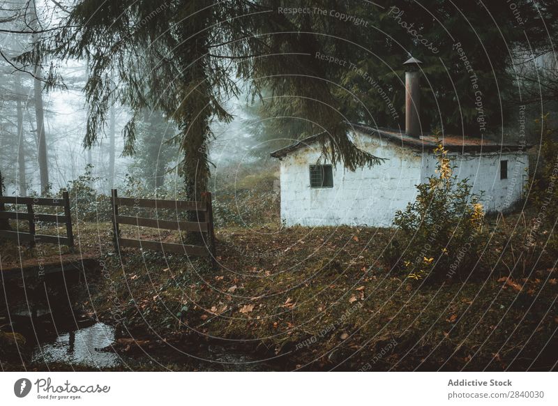 Kleines verlassenes Haus in gruseligen Wäldern Wald geheimnisvoll Verlassen Hütte Nebel Landschaft Gebäude Architektur ruhig spukhaft Grunge Natur Jahreszeiten