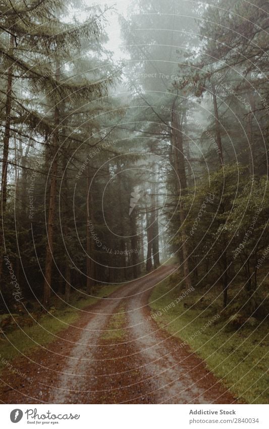 Nebliger Nadelwald mit Pfad Wald Nebel spukhaft nadelhaltig Straße geheimnisvoll Natur Landschaft Umwelt ruhig Beautyfotografie Mysterium
