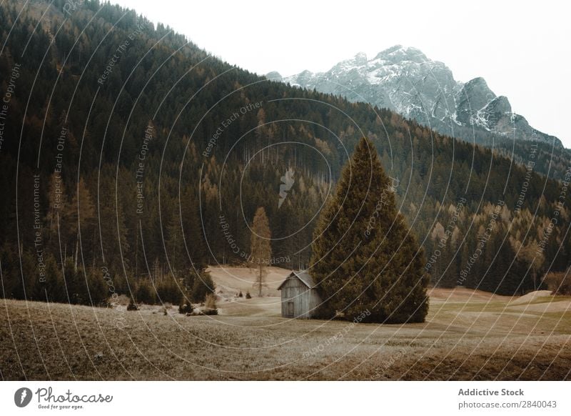 Ruhiges Tal in Nadelwäldern Landschaft Berge u. Gebirge ruhig abgelegen Hütte Herbst Wildnis wohnbedingt Stille Natur Verlassen Umwelt Reichweite grün