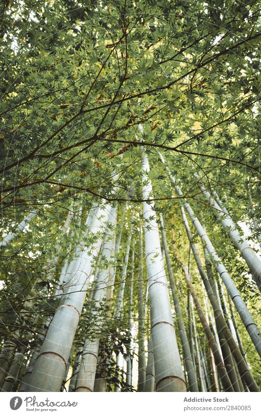 Bambusbäume im Wald Baum grün Wachstum tropisch Wildnis Natur Urwald Garten Umwelt natürlich frisch Orient Riese Ferien & Urlaub & Reisen Tierwelt Kultur