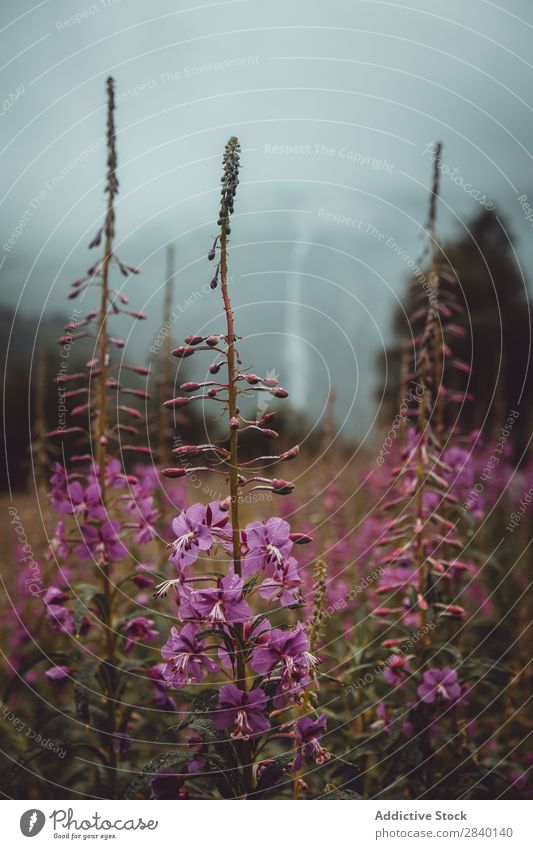Lila Blumen, die in der Natur blühen. purpur klein Überstrahlung Feld grün Aussicht Pflanze schön natürlich Jahreszeiten frisch Umwelt Herbst Wald mehrfarbig