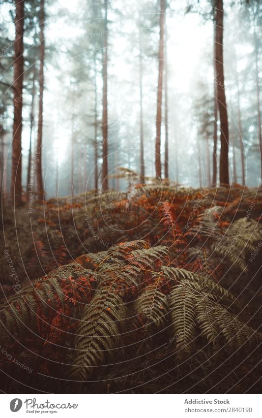 Straße im nebligen Wald Nebel Wetter Dunkelheit Mysterium Natur Herbst Landschaft Zauberei u. Magie Jahreszeiten Außenaufnahme reisend Fahrbahn dunkel Dunst