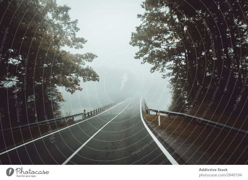 Straße im nebligen Wald Nebel Wetter Dunkelheit Mysterium Natur Herbst Landschaft Zauberei u. Magie Jahreszeiten Außenaufnahme reisend Fahrbahn dunkel Dunst