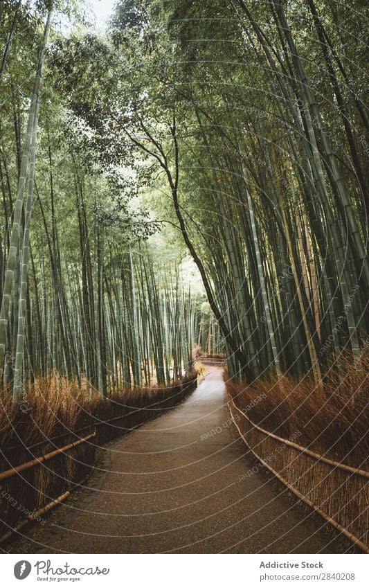 Pfad im Bambuswald Wald Wege & Pfade grün Natur Asien Wahrzeichen Straße Wachstum Park Pflanze Kultur Arashiyama Japan Umwelt Kyoto ökologisch