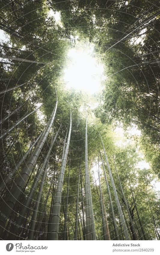 Sonneneinstrahlung durch Bambusse Sonnenlicht Wald grün Natur Asien Wahrzeichen Wachstum Park Pflanze Kultur Arashiyama Japan Umwelt Kyoto ökologisch