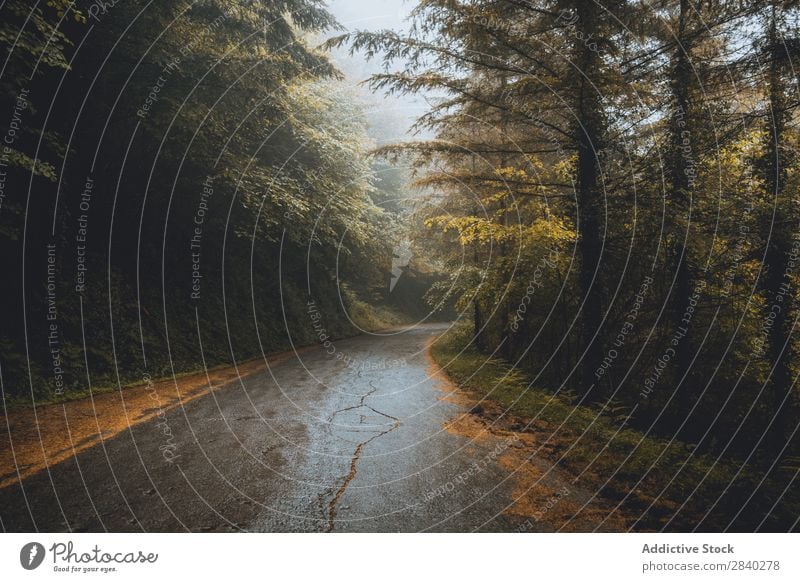 Nebliger Weg im Wald Nebel Mysterium Natur Fahrbahn Stille Stimmung Herbst Landschaft Wetter Zauberei u. Magie Jahreszeiten Außenaufnahme reisend dunkel Dunst