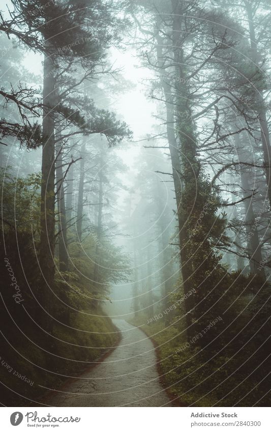 Nebliger Weg im Wald Nebel Mysterium Natur Fahrbahn Stille Stimmung Herbst Landschaft Wetter Zauberei u. Magie Jahreszeiten Außenaufnahme reisend dunkel Dunst