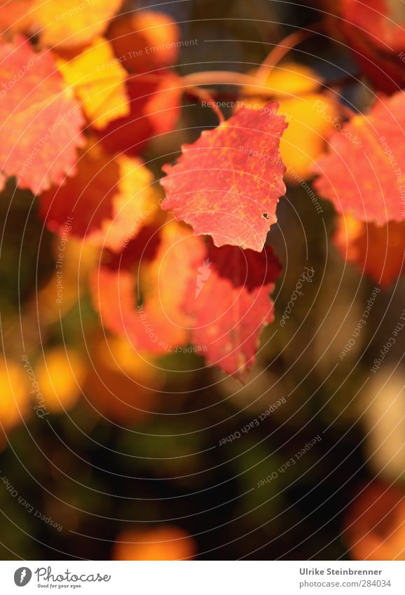 Sonniger Oktober Sinnesorgane Erholung ruhig Duft Umwelt Natur Pflanze Herbst Schönes Wetter Baum Blatt Garten Park Wald alt hängen schaukeln leuchten verblüht