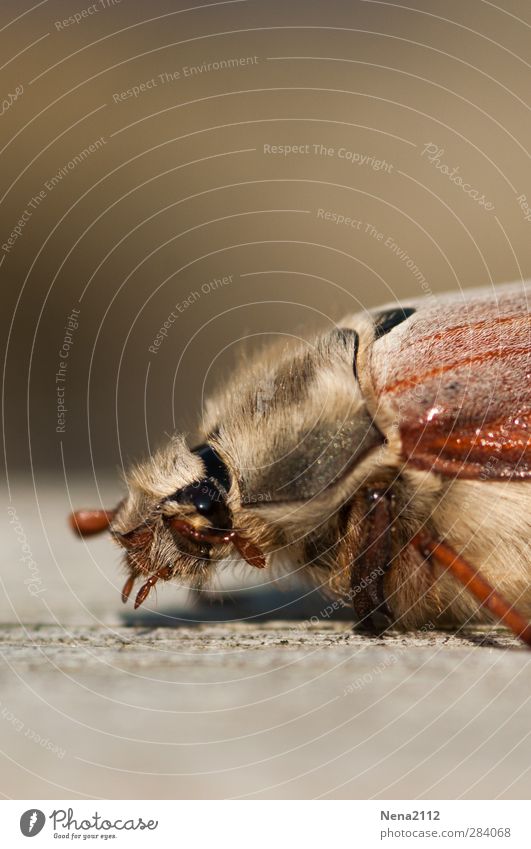 Besuch aus dem Mai...in Oktober! :) Natur Tier Käfer 1 braun Maikäfer Insekt krabbeln Behaarung Auge Farbfoto Außenaufnahme Nahaufnahme Makroaufnahme