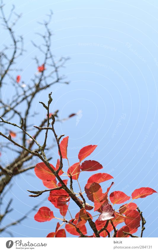FEUERholz und FLAMME Umwelt Natur Pflanze Himmel Wolkenloser Himmel Herbst Klima Schönes Wetter Baum Sträucher hängen leuchten dehydrieren blau rot