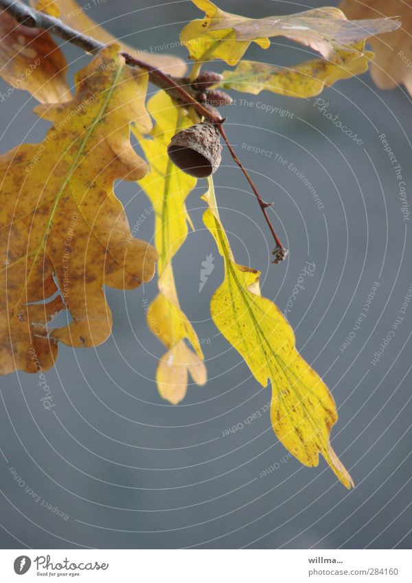 Außer Haus Herbst Blatt Eichenblatt Eicheln Zweige u. Äste braun gelb grau Vergänglichkeit herbstlich Leerstand harmonisch Zufriedenheit Textfreiraum