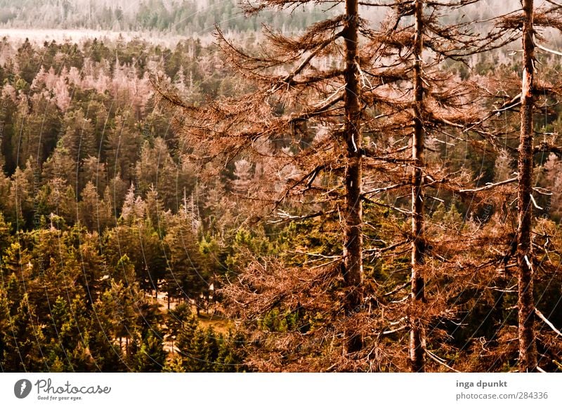 Fichtenforst Umwelt Natur Landschaft Pflanze Baum Wald Fichtenwald Nadelbaum Nadelwald Harz Mittelgebirge Berge u. Gebirge Sachsen-Anhalt Borkenkäfer dunkel