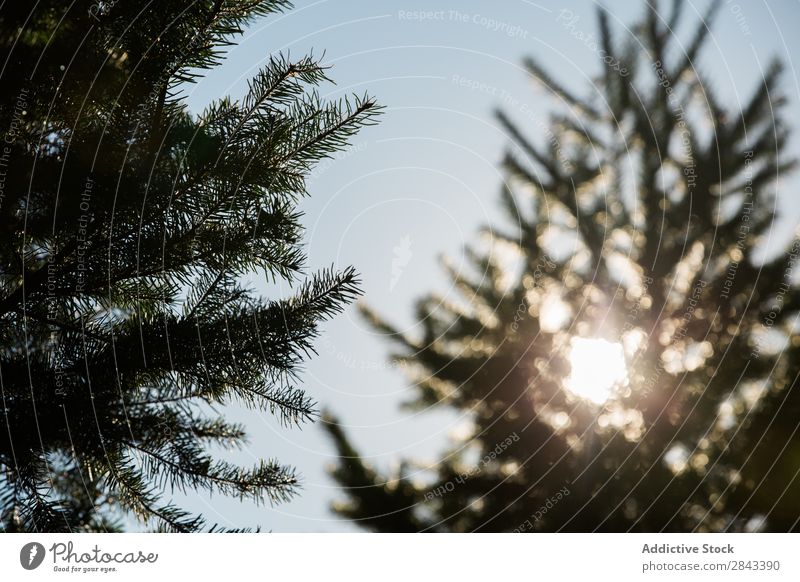 Tannenbaum im Gegenlicht Baum Wald Natur Kiefer Landschaft Park Umwelt natürlich Fichte schön grün Himmel blau Immergrün Sonnenstrahlen Holz Wetter Sonnenlicht