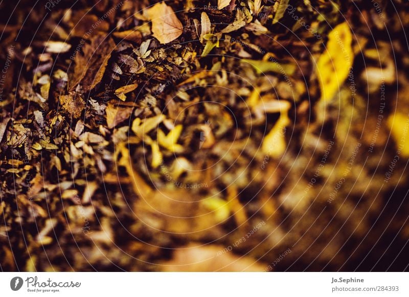 leaves Waldboden Herbstlaub Blatt Natur braun gelb gold Vergänglichkeit Wandel & Veränderung Strukturen & Formen herbstlich welk Jahreszeiten verblüht Verlauf