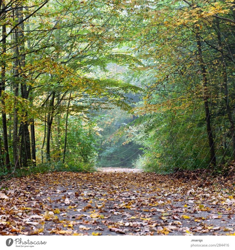 Tunnelblick Ausflug Umwelt Natur Herbst Klima Klimawandel Pflanze Baum Blatt Wald Wege & Pfade frisch schön Stimmung Perspektive Vergänglichkeit