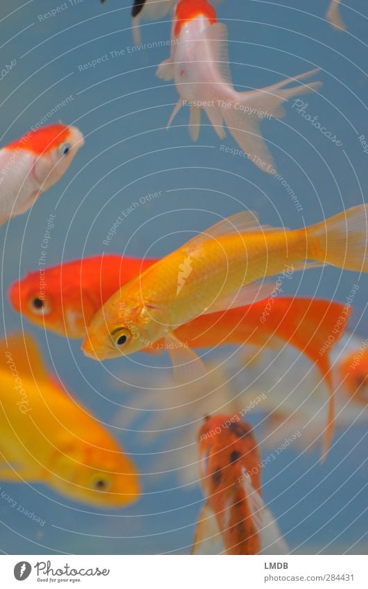There art plenty fish in the *tank* Tier Haustier Fisch Schuppen Aquarium Tiergruppe gelb orange Goldfisch weiß Getümmel Flosse voll gedrängt Schwimmen & Baden