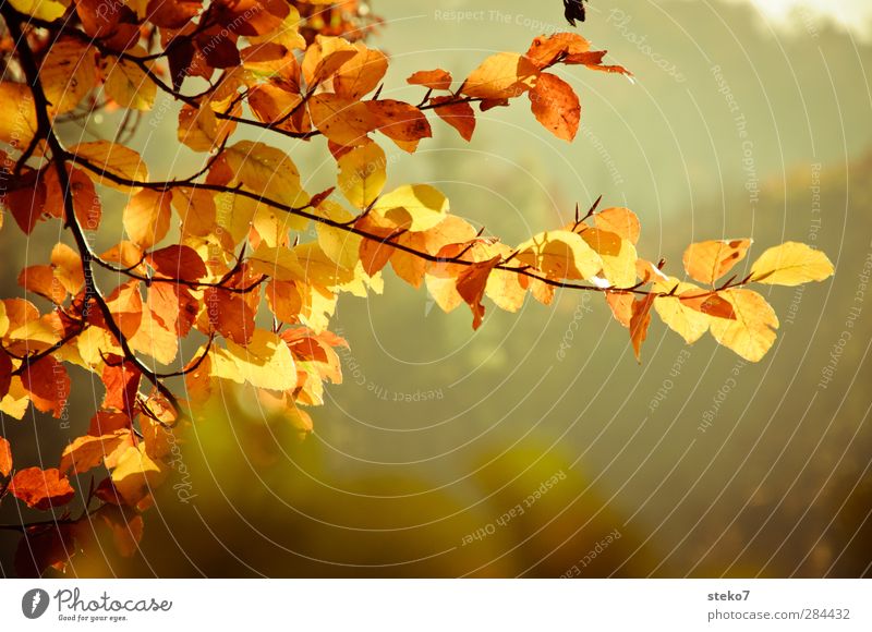 Herbstblick Natur Baum Blatt braun gelb gold Vergänglichkeit Wandel & Veränderung Buche Zweig Farbfoto Außenaufnahme Menschenleer Textfreiraum unten Freisteller