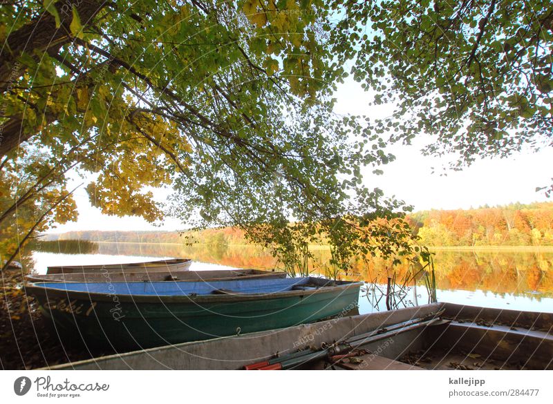 ruhestand Umwelt Natur Landschaft Pflanze Tier Wasser Herbst Baum Blatt Seeufer Hafen gelb gold Wasserfahrzeug Ruderboot Liegeplatz Farbfoto Außenaufnahme Licht