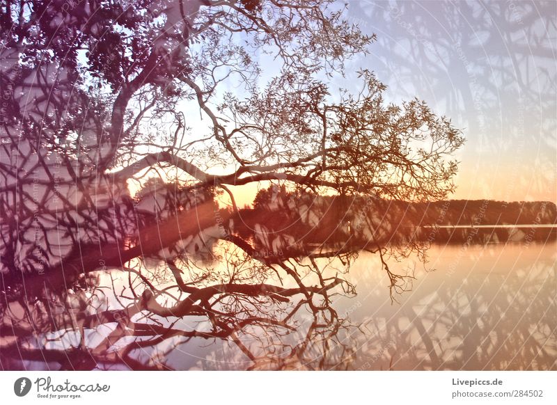 Farbrausch Kunst Maler Umwelt Natur Landschaft Wasser nur Himmel Wolkenloser Himmel Sonnenaufgang Sonnenuntergang Sommer Schönes Wetter Pflanze Baum Blatt