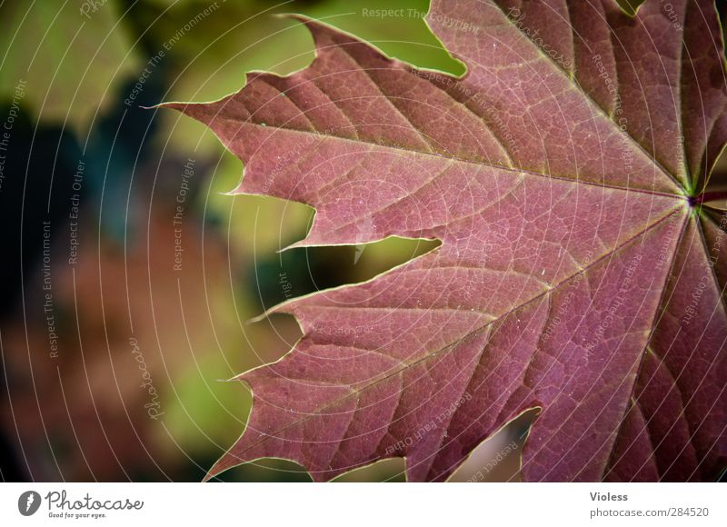canadian autumn Natur Pflanze Blatt Wald natürlich Stimmung Herbstlaub herbstlich Ahornblatt Strukturen & Formen Farbfoto Außenaufnahme Makroaufnahme