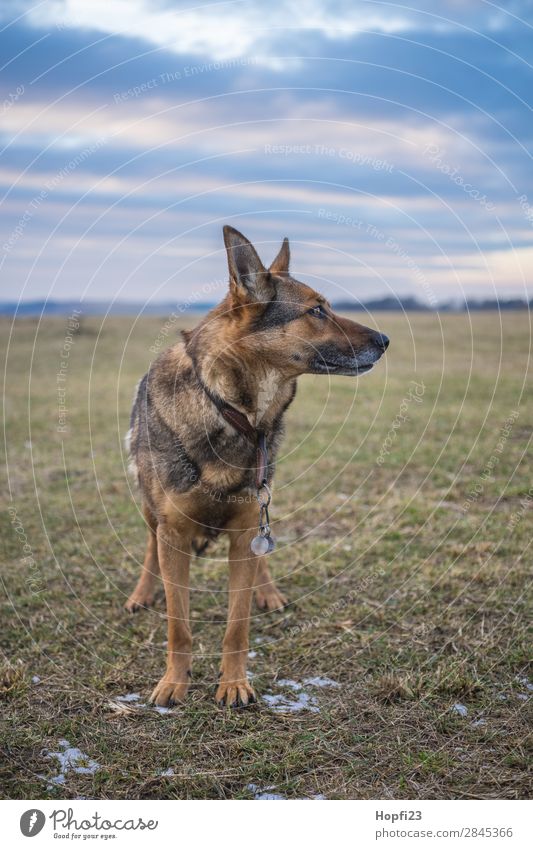 Deutscher Schäferhund auf einer Wiese Natur Landschaft Sonne Winter Klima Wetter Schönes Wetter Pflanze Gras Tier Haustier Nutztier Hund Tiergesicht Fell Pfote