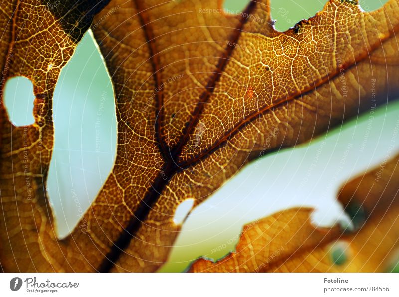 Los gehts: HERBST Umwelt Natur Pflanze Herbst Blatt nah natürlich braun Blattadern herbstlich Loch Farbfoto mehrfarbig Außenaufnahme Nahaufnahme Detailaufnahme