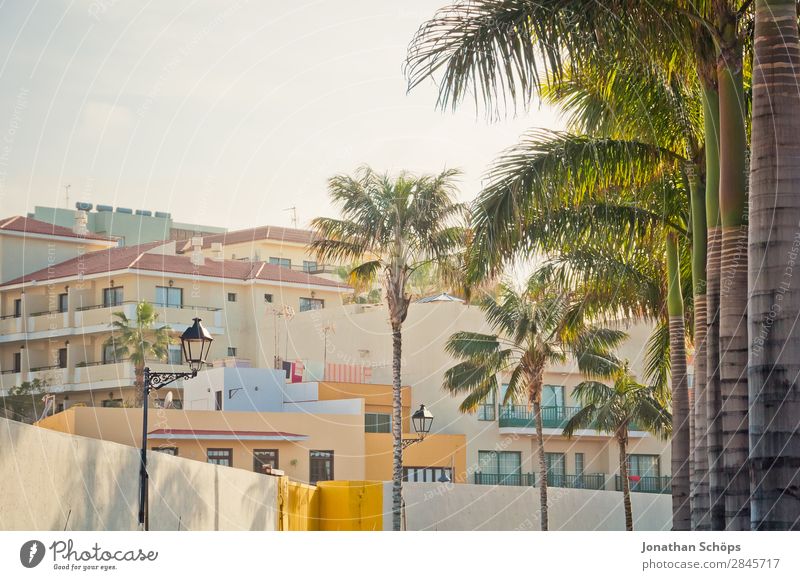 Puerto de la Cruz, Teneriffa Palme Hochhaus Haus Kanaren Spanien Süden Stadt Sonne heiß Klimawandel Wärme Ferien & Urlaub & Reisen Sommer Reisefotografie