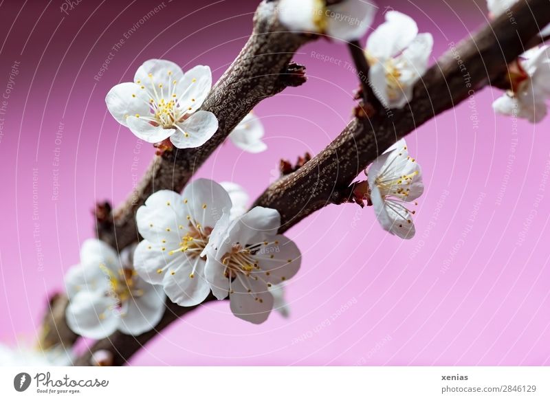 Pfirsichblüten am Zweig Pflanze Frühling Baum Blüte Rosaceae Obstbaum Ast Blühend braun rosa weiß Romantik Wellness zart Frühlingsgefühle Farbfoto