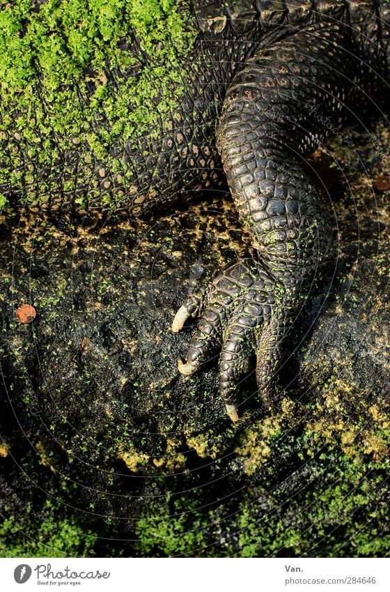 Maniküre Moos Tier Wildtier Schuppen Krallen Alligator Reptil Beine Krokodil 1 Stein braun grün Farbfoto mehrfarbig Außenaufnahme Detailaufnahme Menschenleer