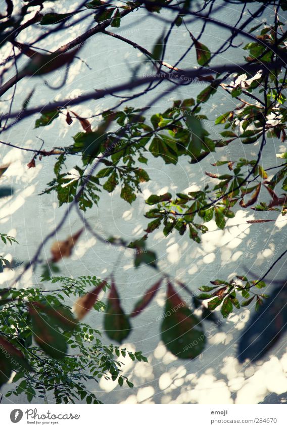 [B]lätterwerk Umwelt Natur Pflanze Baum Grünpflanze Blätterdach Blatt Ast Mauer Wand natürlich grün Lichtspiel Farbfoto Menschenleer Tag Schatten