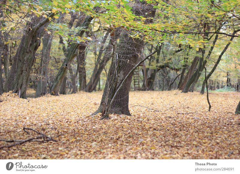 Wäldchen Natur Landschaft Herbst Baum Blatt Park Wald Hochsitz Holz braun mehrfarbig gelb gold grün kalt Farbfoto Außenaufnahme Dämmerung Schwache Tiefenschärfe