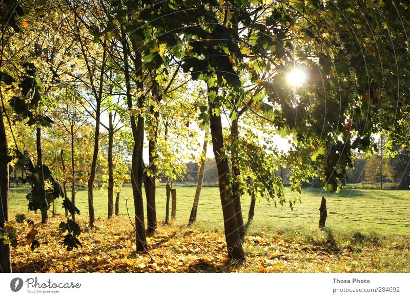 Oktobertag Natur Landschaft Pflanze Tier Sonne Sonnenaufgang Sonnenuntergang Sonnenlicht Herbst Wetter Schönes Wetter Baum Gras Sträucher Park Wiese Feld Wald