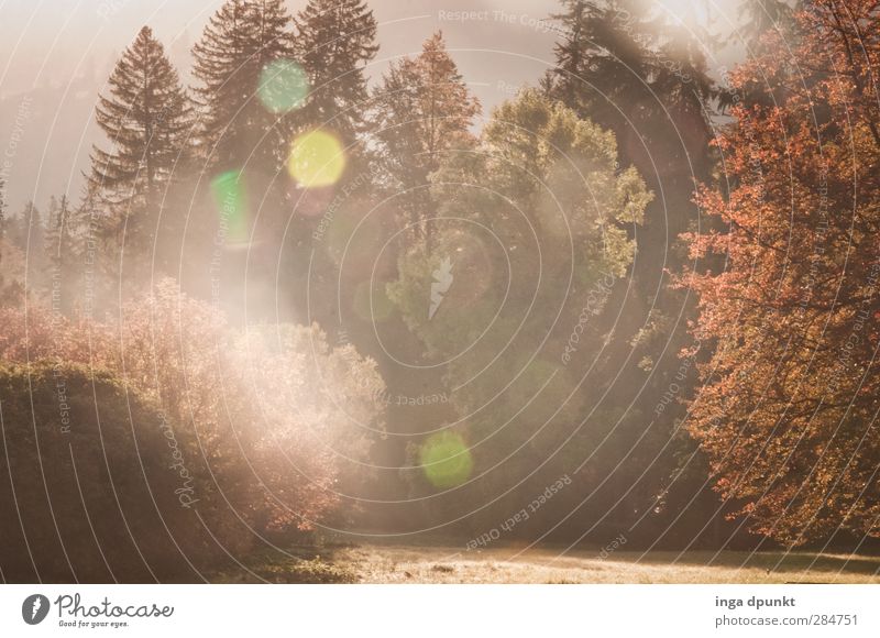 Leuchtender Einfall Umwelt Natur Landschaft Pflanze Herbst Schönes Wetter Baum Wiese Wald Siebenbürgen Rumänien Abenteuer Energie Idylle Umweltschutz Licht