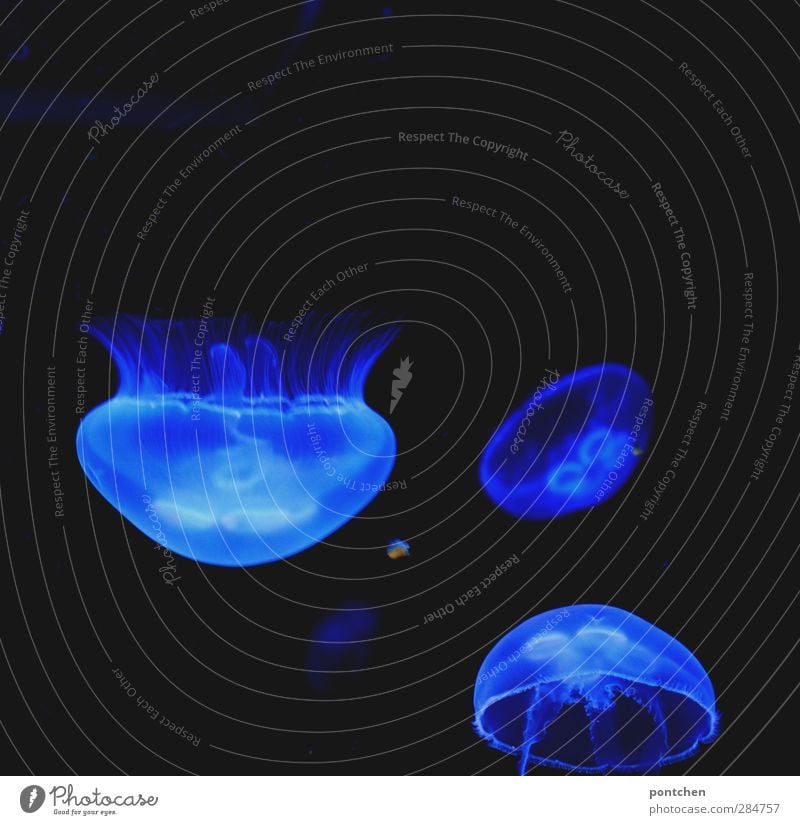 Knallig blaue Quallen im dunklen Wasser. Aquarium Tiergruppe schwarz leuchten durchsichtig Wassertier knallfarbe entgegengesetzt knallig Farbfoto Innenaufnahme