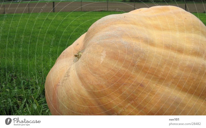 PUMPKIN Halloween Wiese grün Kürbis pumpkin orang 380 kg
