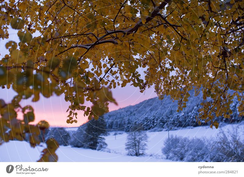 Wintereinbruch Umwelt Natur Landschaft Sonnenaufgang Sonnenuntergang Herbst Wetter Eis Frost Schnee Baum Blatt ästhetisch einzigartig erleben Freiheit Idylle