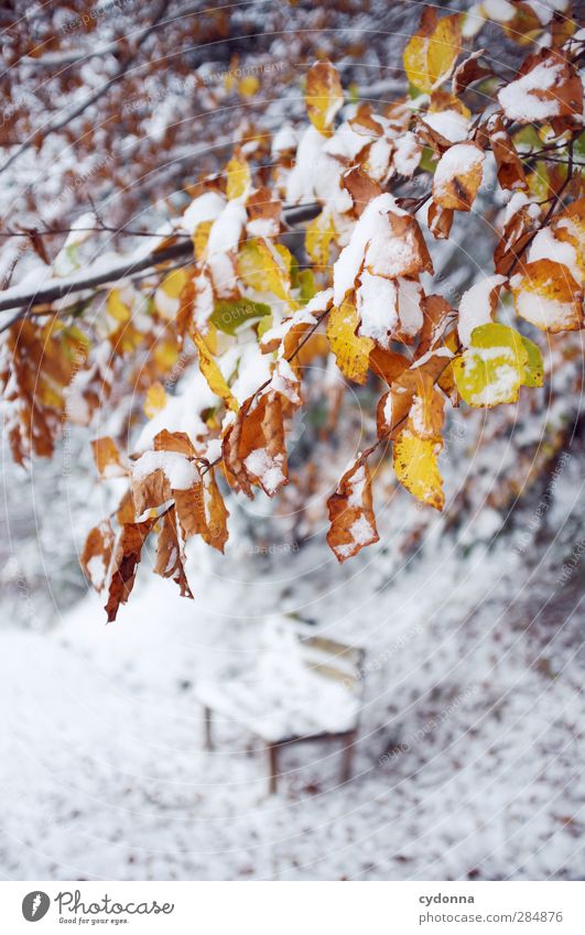Herbst-Winter Umwelt Natur Klimawandel Wetter Eis Frost Schnee Baum ästhetisch Einsamkeit einzigartig erleben Farbe Idylle kalt Leben ruhig schön skurril