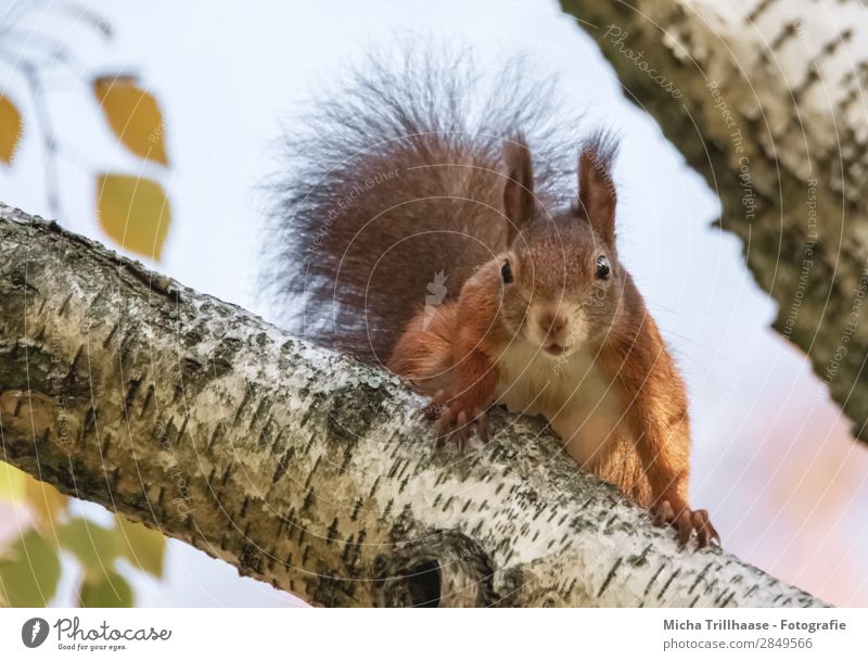 Neugieriges Eichhörnchen im Baum Natur Tier Himmel Sonnenlicht Schönes Wetter Wildtier Tiergesicht Fell Krallen Nagetiere Kopf Auge Ohr Schwanz 1 beobachten