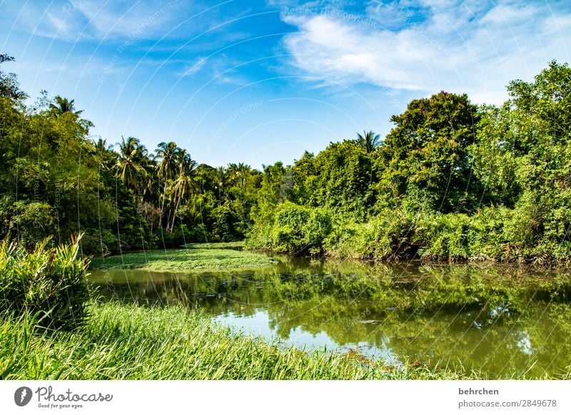 grüner Idylle Paradies fantastisch Asien Pflanze Menschenleer genießen erholen außergewöhnlich Sonnenlicht exotisch traumhaft Palmen Flussufer Spiegelung