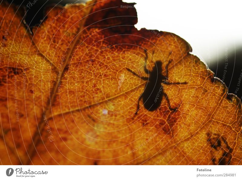 HERBSTschatten Umwelt Natur Pflanze Tier Herbst Blatt Käfer nah natürlich braun schwarz Herbstlaub herbstlich krabbeln Farbfoto mehrfarbig Außenaufnahme