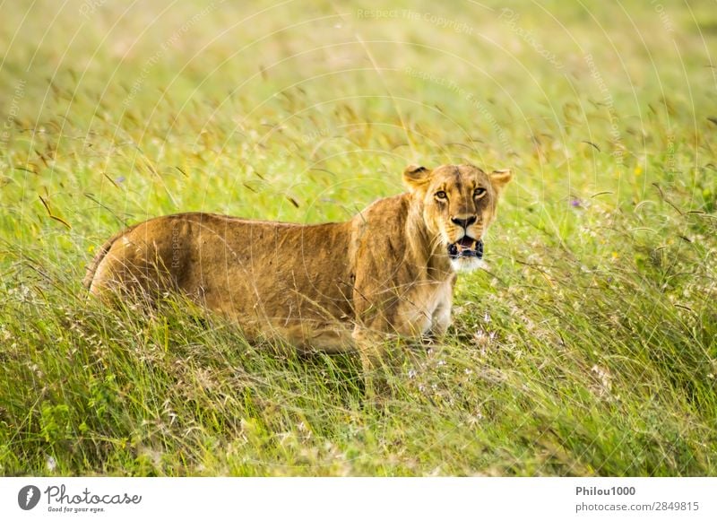 Löwin in der Savanne sitzend Gesicht Ferien & Urlaub & Reisen Frau Erwachsene Natur Tier Park Katze natürlich wild gelb gefährlich Nairobi Afrika Afrikanisch