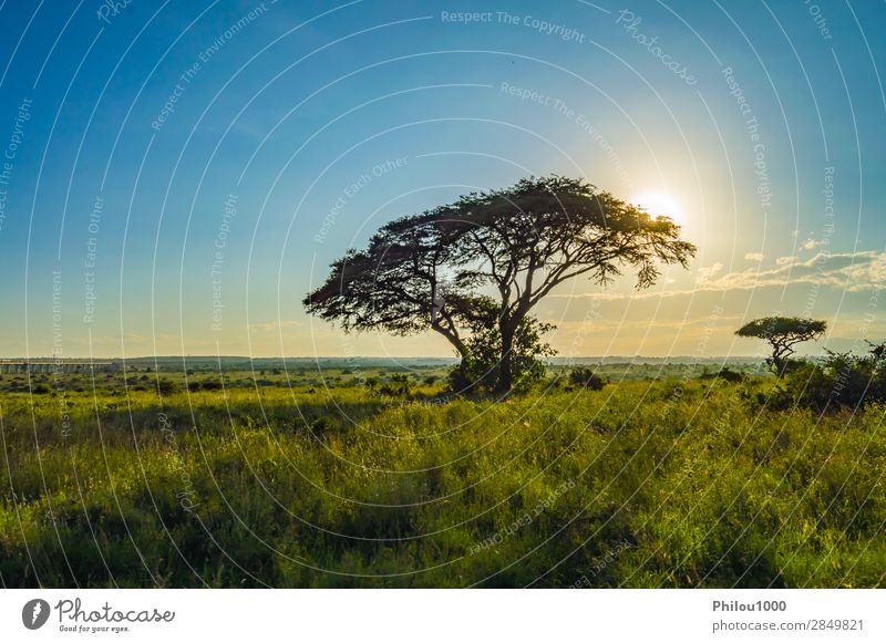 Blick auf den Sonnenuntergang in der Savanne Ferien & Urlaub & Reisen Safari Berge u. Gebirge Natur Landschaft Baum Gras Park groß wild Nairobi Afrika