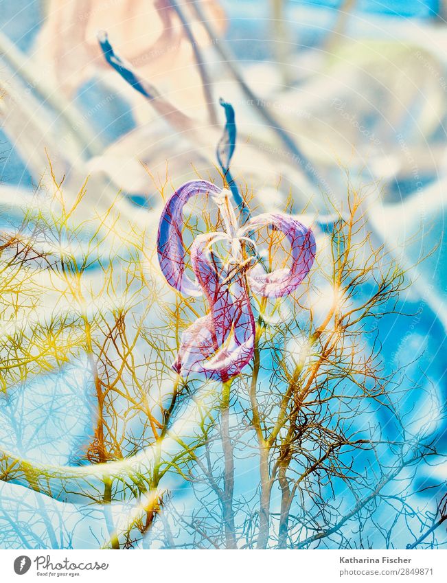 Tulpe verblüht Doppelbelichtung Kunst Natur Pflanze Frühling Sommer Herbst Winter Blume Blatt Blüte Blumenstrauß leuchten blau gelb gold grün violett orange