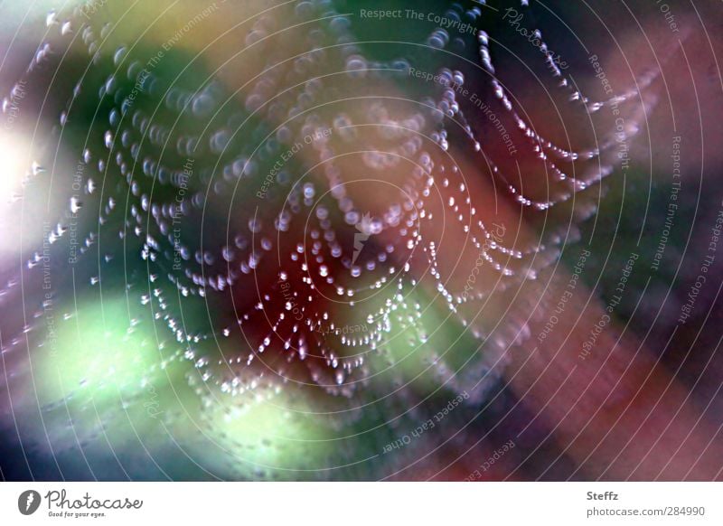 eine Perlenfalle Spinnennetz Falle Netz Hinterhalt Netzwerk anders Natursymmetrie fein Leichtigkeit leicht Regentropfen Vernetzung Symmetrie Tropfen abstrakt