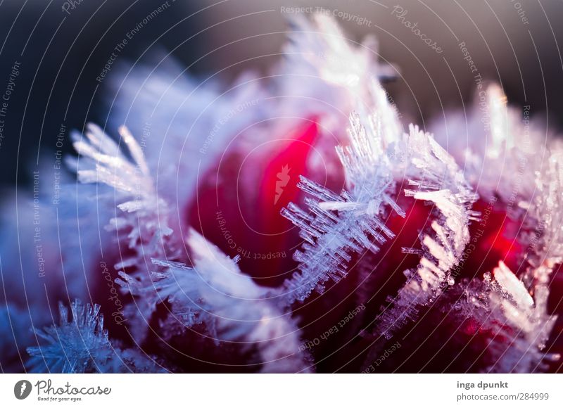 Kälteeinbruch Umwelt Natur Landschaft Pflanze Urelemente Winter Eis Frost Blüte kalt Eiskristall Raureif gefroren Kristallstrukturen Jahreszeiten Farbfoto