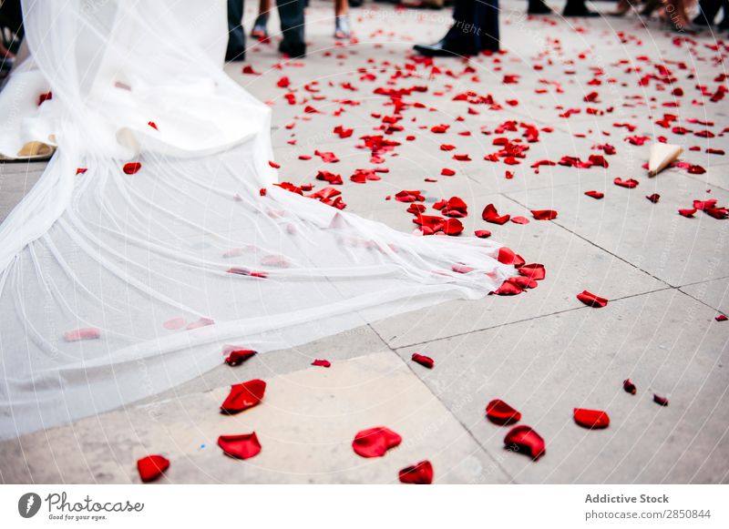 Rosenblätter auf dem Boden Blütenblatt Hochzeit Etage Feste & Feiern Zeremonie Dekoration & Verzierung Veranstaltung geblümt Romantik schön Design Pflanze rot