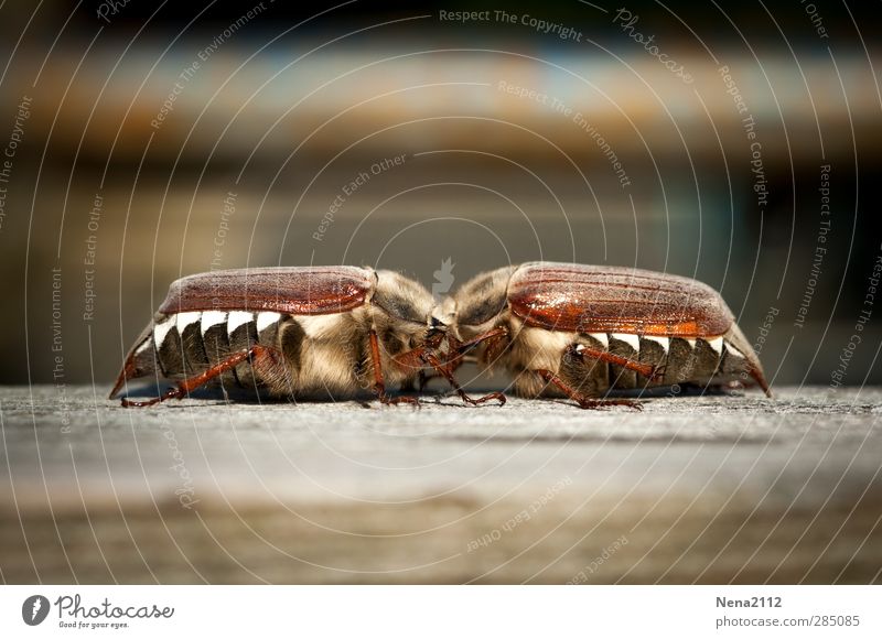 glücklich | glücklich verliebt <3 Natur Tier Frühling Käfer 2 Tierpaar berühren glänzend krabbeln Küssen streichen Aggression Freundlichkeit Glück niedlich