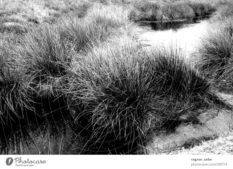 ? Moor Sumpf Pflanze Sträucher Gras Wasser