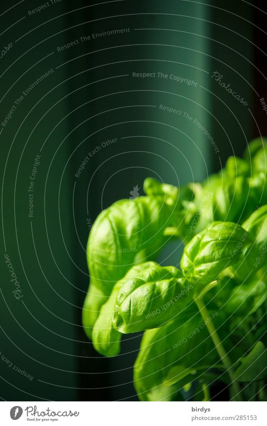 frischer Basilikum Kräuter & Gewürze Bioprodukte Italienische Küche Nutzpflanze Topfpflanze ästhetisch Duft grün genießen Vor dunklem Hintergrund Basilikumblatt
